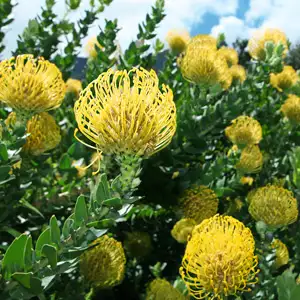 Leucospermum Carnival Yellow
