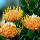 Leucospermum Mardi Gras Ribbons 16 - Garden Express Australia