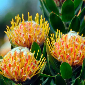 Leucospermum Mardi Gras Ribbons