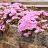 Pigface Pale Pink 16 - Garden Express Australia