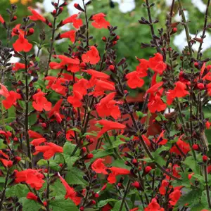 Salvia Crimson & Black