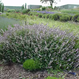 Salvia Phyllis Fancy
