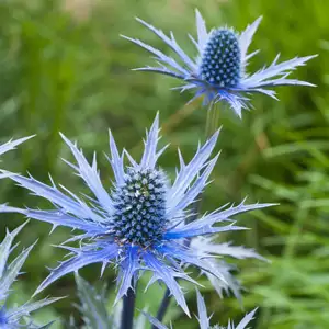 Kiwifruit Growing Guide Sea Holly Alpinum 16 - Garden Express Australia