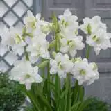 Sonatini Hippeastrum Alasca 16 - Garden Express Australia