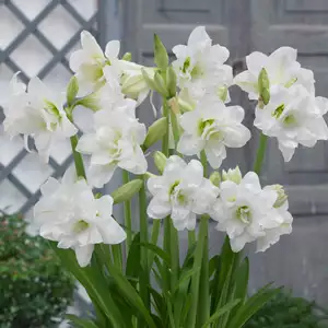 Hippeastrum Sonatini Alasca Hippeastrum Sonatini Alasca