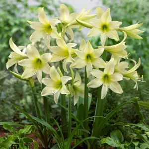 Hippeastrum Sonatini Yellow Rascal Hippeastrum Sonatini Yellow Rascal