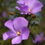 Alyogyne West Coast Gem Pplalywcg - Garden Express Australia