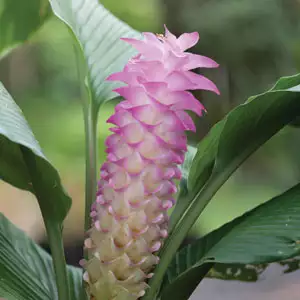 Top 10 Bulbs To Plant In Spring Curcuma Cordata Pkcurcor - Garden Express Australia