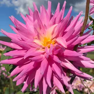 Delbard Dahlia Versailles