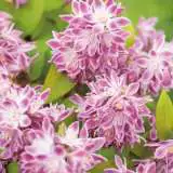 Deutzia Magicien Lpodeumag 2019 - Garden Express Australia