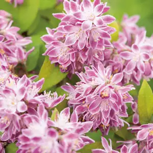Deutzia Magicien