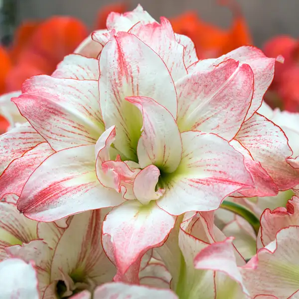 Hippeastrum Aphrodite Hippeastrum Aphrodite