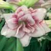 Hippeastrum Diseases Hippeastrum Elvas 2020 Pkhipelv - Garden Express Australia