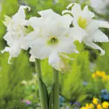 Hippeastrum Ice Queen Pkhipiqu - Garden Express Australia