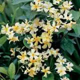 Japanese Star Jasmine 18 Lpojapsja - Garden Express Australia