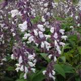 Salvia Phyllis Fancy Lposalpfa - Garden Express Australia