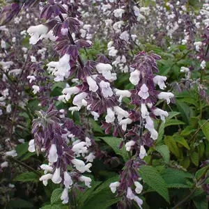 Salvia Phyllis Fancy