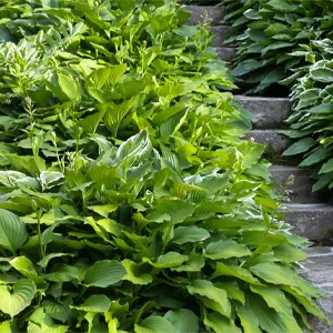 Hosta Green Lady