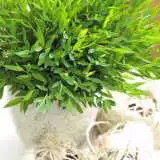 Bamboo Baby Panda 2013 - Garden Express Australia