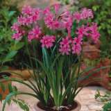 Amarine - Garden Express Australia