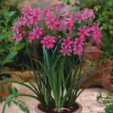 Amarine - Garden Express Australia