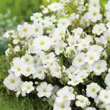 Arenaria Blizzard 16 - Garden Express Australia