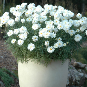Argyranthemum Super Duper 16 - Garden Express Australia