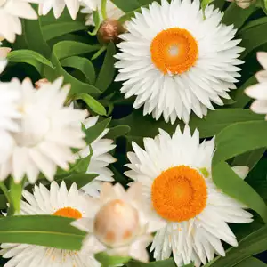 Strawflower Growing Guide Bracteantha Mohave White 16 - Garden Express Australia