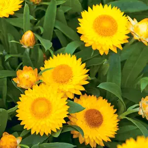 Strawflower Growing Guide Bracteantha Mohave Yellow 16 - Garden Express Australia