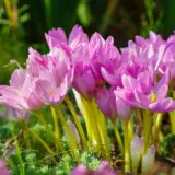 Colchicum Byzantinum 2 Pkcolbyz - Garden Express Australia