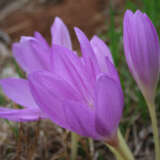 Colchicum Byzantinum