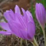 Colchicum Byzantinum Colchicum Byzantinum