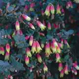 Correa Marions Marvel - Garden Express Australia