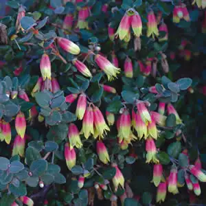 Correa Marions Marvel