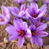 Crocus Saffron Crocus Saffron