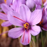 Crocus Saffron Pkcrosaf 2025 - Garden Express Australia