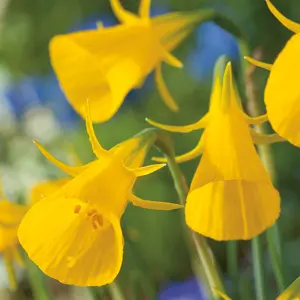 Daffodil Hoop Petticoat Yellow