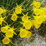 Daffodil Hoop Petticoat Yellow Daffodil Hoop Petticoat Yellow