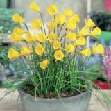 Daffodil Hoop Petticoat Yellow