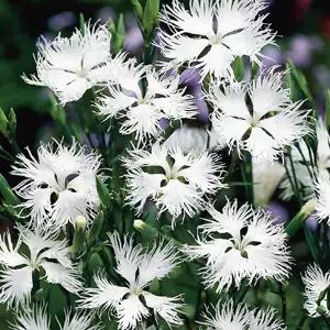 Cyclamen Growing Guide Dianthus Supra White 16 - Garden Express Australia