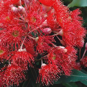 mini eucalyptus red corymbia ficifolia grafted