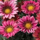 Gazania Big Kiss Rose 16 - Garden Express Australia