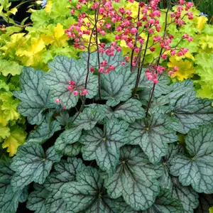 Heuchera Growing Guide Heuchera Peppermint Spice 16 - Garden Express Australia