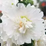 Hollyhock Spring Celebrities White 16 - Garden Express Australia