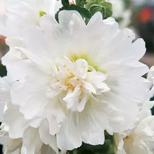 Hollyhock Growing Guide Hollyhock Spring Celebrities White 16 - Garden Express Australia