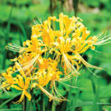 Lycoris Gold