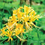 Lycoris Gold Lycoris Gold