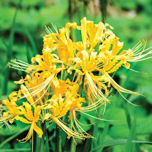 Lycoris Gold
