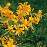 Lycoris Gold Pklycgol 2025 - Garden Express Australia