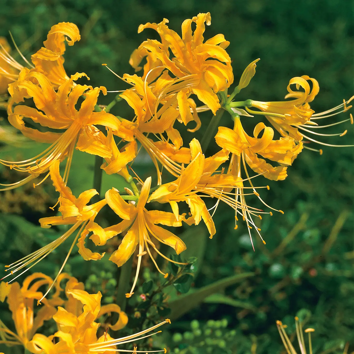 Lycoris Gold